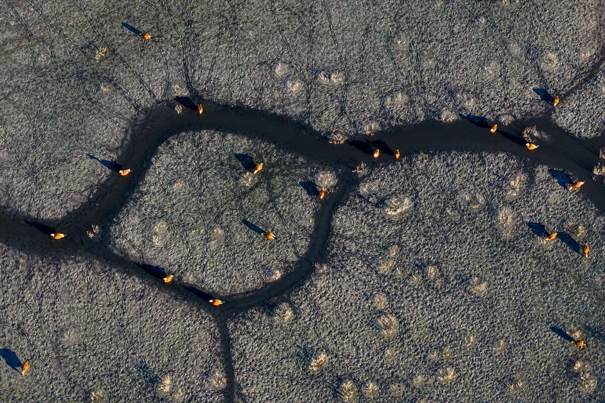 Konya’da doğa ziyafeti 13